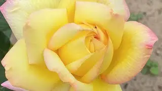 ЦВЕТЕНИЕ РОЗ 2023🌹 и ЛИЛИЙ❤️. ПОЩАДИТЕ, СЕЛЕКЦИОНЕРЫ 🙏🤣