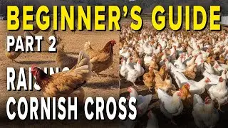 HOW TO: Raising Meat Chickens PART 2: Your #1 Guide For First Time Chicken Farmers