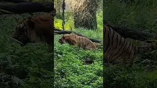 Tiger Pooping