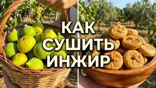 Как сушить инжир на зиму в естественных условиях (пошаговая методика приготовления)