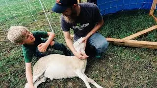 Simple Trick CALMS Sheep (for Butchering)