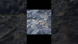 Unbelievable Discovery in Chukotka: Snow Ram? 410 Meters!