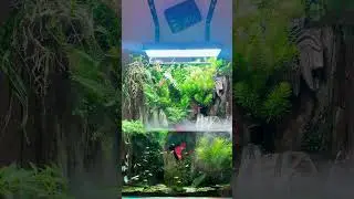 Проект «сердце Пармы» в галерее АКВАРИУМПЕРМЬ.РФ #aquarium #aquascape #aquascaping #fishtank