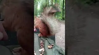 Ласковая белочка / Affectionate squirrel