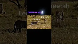 cheetah vs leopard 
