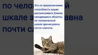 Факт про Котов и Кошек / Интересный факт