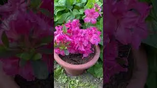 Рододендрон Гейша Лила - компактный кустарник в саду