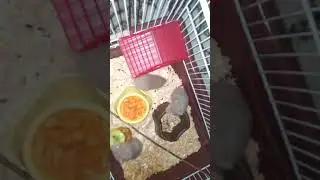 хомякам 24 дня