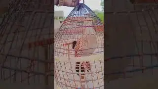 dakhni tatar ki awaz #birds #foryouシ_ #birdsounds #quail_ #viralreelschallenge_