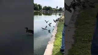 Кормим уток на Поплавке/Урожайный Калининград