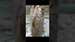Камароб манзараҳои зебояш