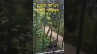 চড়াই পাখির আসল কন্ঠস্বর