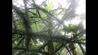 Monkey Puzzle trees are easy to grow