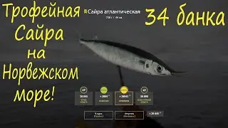 Трофейная Сайра на Норвежском море! рр4