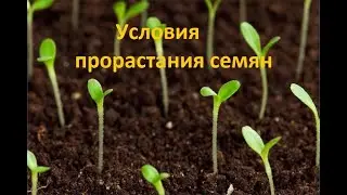 Прорастания семян