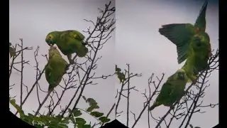 PAPAGAIO ALIMENTANDO SEU FILHOTE