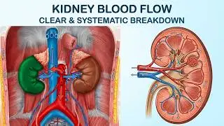 The kidney: The surface & internal anatomy, kidney arteries, veins & circulation | Human anatomy