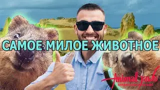 The cutest and friendliest wild animal, the quokka