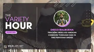 Diego Balbuena | Tracking rescued Andean Condors through GSM in the Peruvian Andes