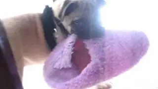 Marcus the Pug Steals My Wifes Slipper
