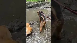 Их уже не спасти, этот корги в грязи