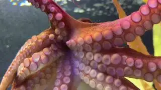 Sealife Aquarium Auckland Neuseeland
