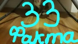 33 факта об Алиске.