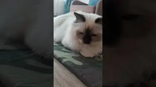 Алисонька