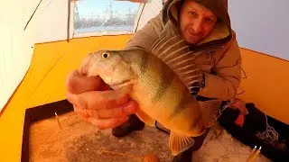 Опустил камеру под лед и офигел, сколько подо мной рыбы.