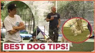 These Dogs Have No Boundaries! (Feat. Chris Joslin)