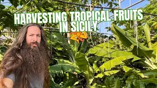 Harvesting Mangos and Papayas in Sicily | Volunteering at l’Orto di Rosolino