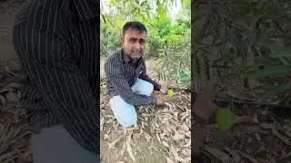 સુવર્ણરેખા કેરી 