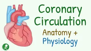 Coronary Circulation - The Physiology | Coronary Blood Flow & Its Regulation | Blood Supply of Heart