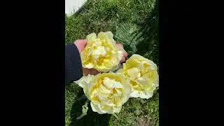 Тюльпан Глобал Дезаер / Tulip Global Desire