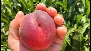 Персик Роял Тайм. Peach Royal Time. Солодка серія Royal
