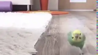 Маленький попугайчик быстро бежит
