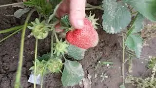 Моллинг Аллюр. земляника садовая КСД