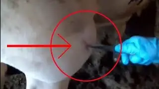 SAPI ANEH!!  Di Tusuk Pisau Bukan Darah Yg Keluar Melainkan.....