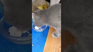 #котики