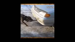 Dog strong! CAR CRASH! Dash cam! #shorts