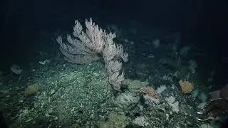 2019 Nautilus Expedition Mid-Season Highlights | Nautilus Live