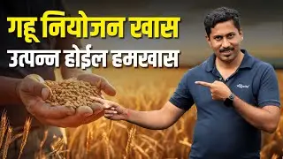 गहू लागवड माहिती 🌾 | Gahu Lagwad | Wheat Best Variety 🌾 | Wheat Irrigation 💧 | AgroStar 🚜