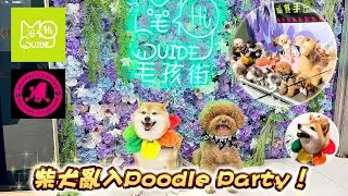 過半百隻貴婦犬同場超壯觀😍Poodle’s Family X 毛孩街🐶兩兄弟又食又拎好滿足啊😙 - 三條毛@DIDOW