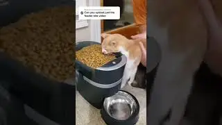 Hungry Cat 🐈