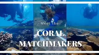 Coral 