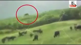 летающие коровы