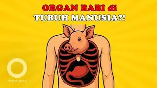 Babi, Sains, dan Transplantasi: Masa Depan Dunia Medis?