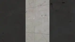 Two spiders fighting (part 2)