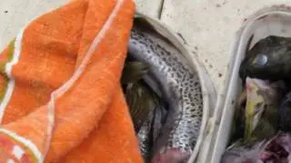 Магаданский Ёрш.
