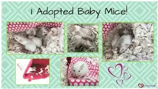 I ADOPTED BABY MICE!